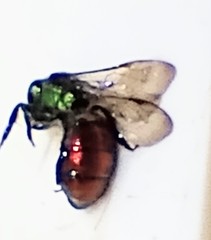 Augochloropsis ignita
