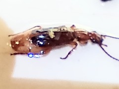 Xenitenopsis