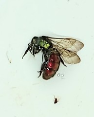 Augochloropsis ignita