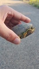 Kinosternon flavescens