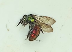 Augochloropsis ignita
