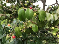 Eugenia pseudopsidium