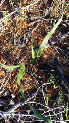 Trachyandra muricata