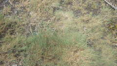 Agrostis canina