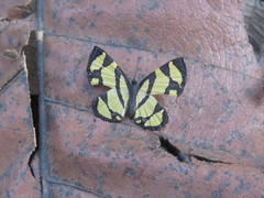 Baeotis zonata zonata