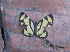 Baeotis zonata zonata