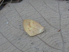 Eurema daira sidonia