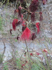 Calliandra hirsuta
