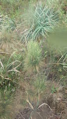 Agrostis curtisii