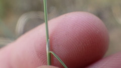 Agrostis curtisii