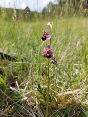 Ophrys fuciflora