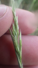 Agrostis curtisii