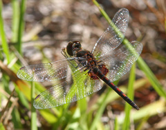 Celithemis ornata