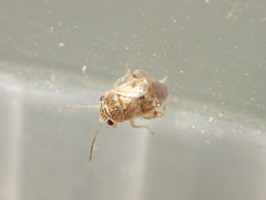 Coridromius chenopoderis