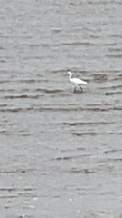 Egretta garzetta