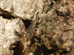 Dichrostigma flavipes