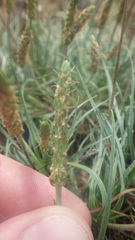 Plantago holosteum
