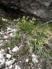 Sesleria sphaerocephala