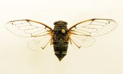 Cicadatra
