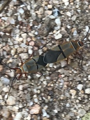 Dysdercus nigrofasciatus