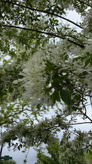 Chionanthus retusus