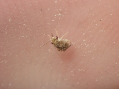 Coridromius chenopoderis