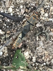 Dysdercus nigrofasciatus