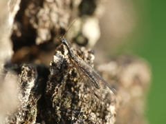 Dichrostigma flavipes