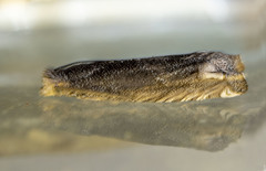 Epiblema minutana