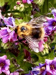 Bombus campestris
