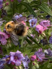 Bombus campestris