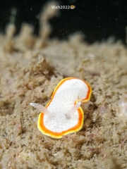 Diaphorodoris