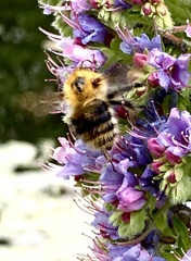 Bombus campestris
