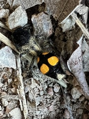 Traumatomutilla quadrinotata