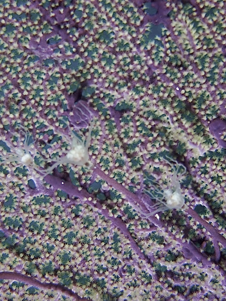 Solitary Gorgonian Hydroid