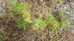 Potentilla neglecta