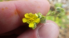 Potentilla neglecta