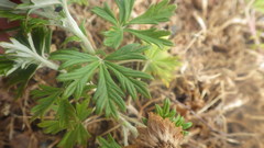Potentilla neglecta