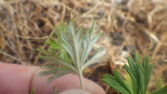 Potentilla neglecta