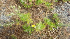 Potentilla neglecta