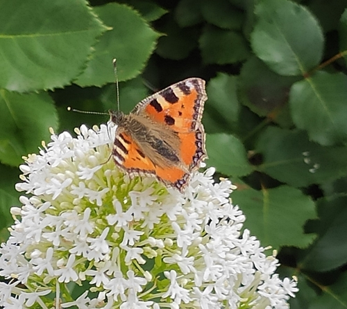Aglais urticae