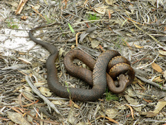 Pseudonaja affinis affinis