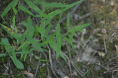 Dichanthelium dichotomum