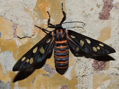 Amata passalis