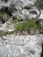 Sesleria sphaerocephala