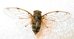 Cicadatra