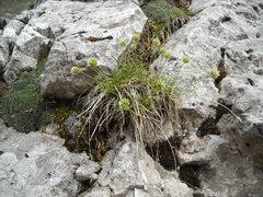 Sesleria sphaerocephala