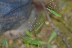 Dichanthelium dichotomum