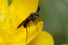 Rhaphium