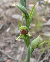 Calochilus imberbis